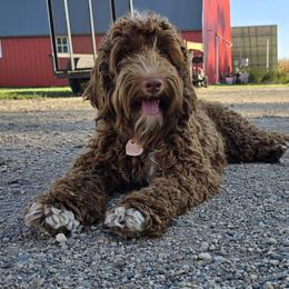 Martha - Australian Cobberdog