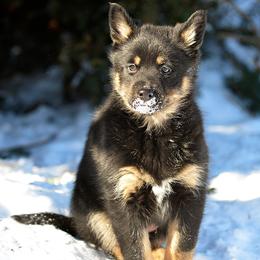 Purple girl - Kukka - Black and tan female Lapponian Herder puppy in Prattsburgh, New York from Maalattu Koirankoppi Lapponian Herders
