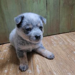 Dk Yellow Collar - Blue male Australian Cattle Dog puppy in Riverton, Utah from Rundown Ranch Cattle Dogs