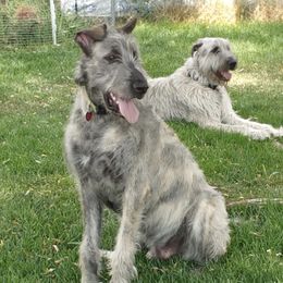 Irish Wolfhounds from Canyon Rim Irish Wolfhounds
