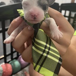 Aussiedoodle Puppies from Southern Paws AussieDoodles