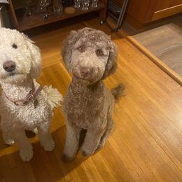 Goldendoodle All Grown Up from Lavender Field Doodles