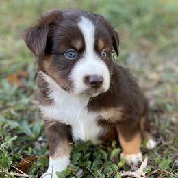 Boy 5 - Miniature Australian Shepherd puppy from HaVen Homestead Miniature Australian Shepherds