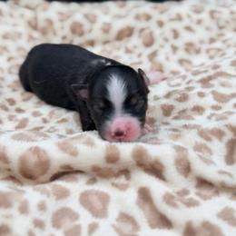 Boy 1 - Black tri male Miniature Australian Shepherd puppy in Arcadia, Indiana from Sunset Cowgirl Mini Aussies