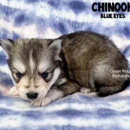 Chinook - Black and white male Pomsky puppy in Sheffield, Iowa from Clover Ridge Pomskies