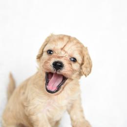 Boy 1 - Cream male Cavapoo puppy in Lawton, Oklahoma from Lindsey’s Cavies
