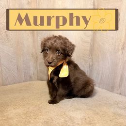 Murphy (reduced) - Brown and white male Aussiedoodle puppy in Valdosta, Georgia from Designer Doodles of South GA
