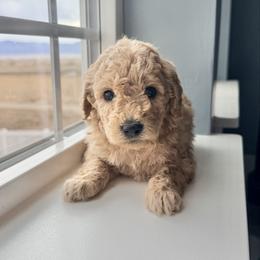 Eleven (Elle) - Apricot female Goldendoodle puppy in Mount Pleasant, Utah from Betty's Goldendoodles