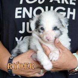 Pomsky, Shetland Sheepdog, and Toy Shetland Sheepdog Puppies from Mountain High Kennels