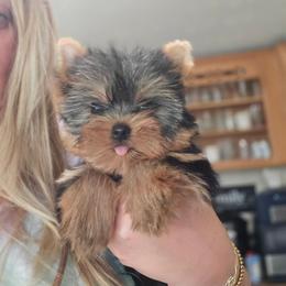 Girl 2 - Black and gold female Yorkshire Terrier puppy in Hopkinsville, Kentucky from Dreams Come True Yorkies