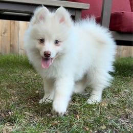 Gus McCrae - White male Pomsky puppy in Blue Earth, Minnesota from Blue Sky Pomsky