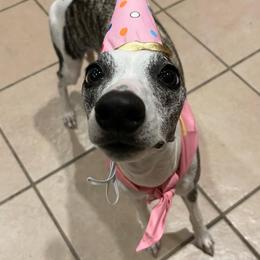 "Happy 1st birthday!!" Whippet All Grown Up from Cheshire Whippets