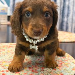 Hershey- ready June 5th - Chocolate and tan male Dachshund puppy in Cleveland, Georgia from Memaw’s Minis Babies Doxies