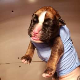 Boxer Puppies from SmashBox Kennel