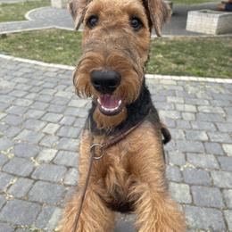 Airedale Terrier Puppies from Seaquest Airedales