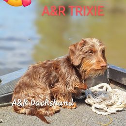 Trixie - Dachshund