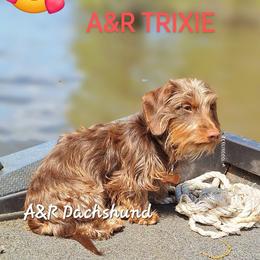 Trixie - Dachshund