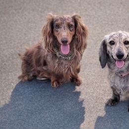 Dachshunds from G & G Kennel