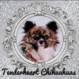 Chihuahuas from Tenderheart Chihuahuas