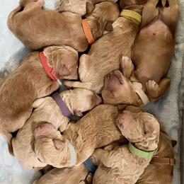 Miss Purple - Cream female Goldendoodle puppy in Indiana, Pennsylvania from Kathy's Doodles