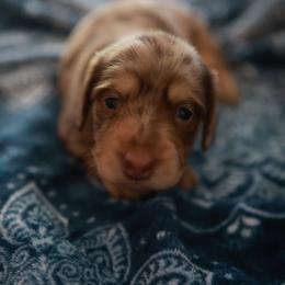 Tootsie - Chocolate and cream female Dachshund puppy in Indiantown, Florida from Turquoise River Minature Dachshunds