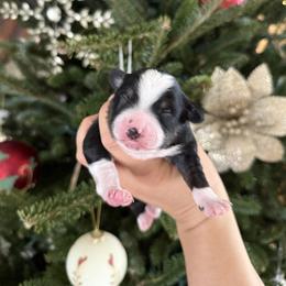 Neil - Black tri male Miniature Australian Shepherd puppy in Goldsboro, North Carolina from Maple Ridge Farm
