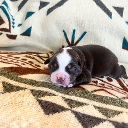 Rachel - Red tri female Miniature Australian Shepherd puppy in Bethany, Illinois from Rachel at Marrowbone Creek Aussies