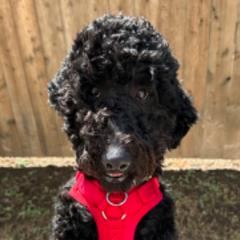 Goldendoodles and Poodles from Royal Doodles and Pups