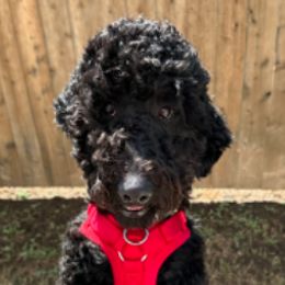 Goldendoodles and Poodles from Royal Doodles and Pups