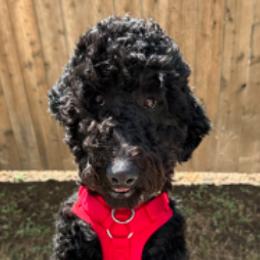 Goldendoodles and Poodles from Royal Doodles and Pups