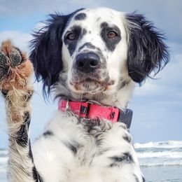 Savvy - Dalmatian