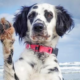 Savvy - Dalmatian