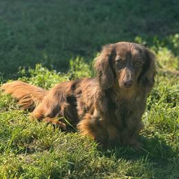 Nutella - Dachshund