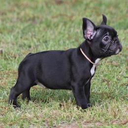 Pink Collar - Black female French Bulldog puppy in Tyler, Texas from Texas Top Notch Frechies