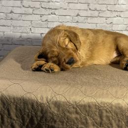 Pink Collar - Dark golden female Golden Retriever puppy in Chesapeake, Virginia from AmberLight Goldens