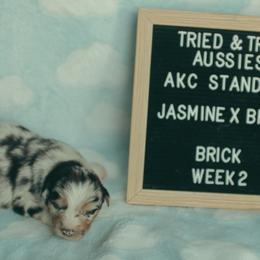 Brick - Blue merle male Australian Shepherd puppy in Cotati, California from Tried and True Aussies