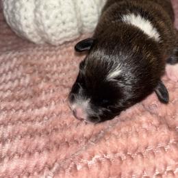 Sophia - Brindle and white female American Corgi puppy in Madison, North Carolina from Montgomery Corgis