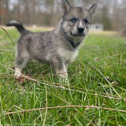 Siberian Husky Puppies from Joyful Willow Farm Huskies