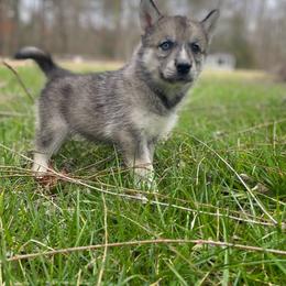 Siberian Husky Puppies from Joyful Willow Farm Huskies