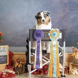 Australian Shepherd puppies from Trinity Aussies