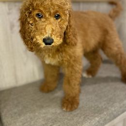 Ginger - Red  Goldendoodle puppy in Houston, Texas from Golden Life Doodles