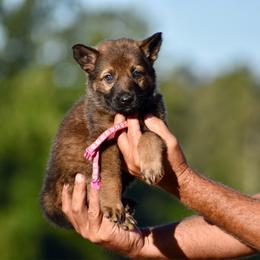 Pink - Sable female German Shepherd puppy in Cherryville, North Carolina from Masky Kennel