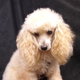 Poodles from Country Cuties