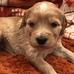 White - Cream female Goldendoodle puppy in Medina, Ohio from Farmer Doodles