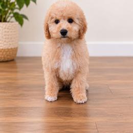 J o h n   (L e n n o n) - Apricot male Cavapoo puppy in Bullard, Texas from Cavapoochon Central LLC