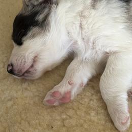 Border Collie Puppies from Roaring River Border Collies
