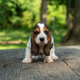 Boy 2 - Black brown and white male Basset Hound puppy in Harwood, Missouri from Bar H Farms