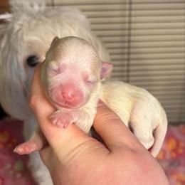 White and Cream Boy - White male Maltipoo puppy in Morehead, Kentucky from Paw Perfect Pets
