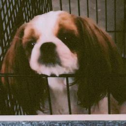 Pebbles - Shih Tzu