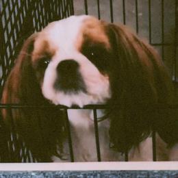 Pebbles - Shih Tzu